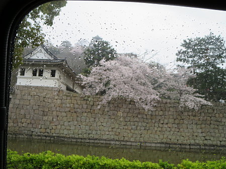 丸亀城の桜、生憎の雨で車窓から・・・